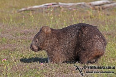 Common Wombat a7030.jpg
