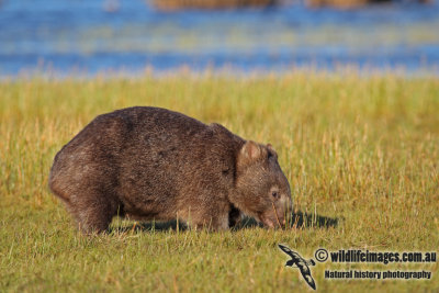 Common Wombat a7051.jpg