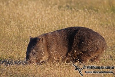 Common Wombat a7077.jpg