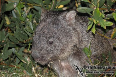 Common Wombat a7128.jpg