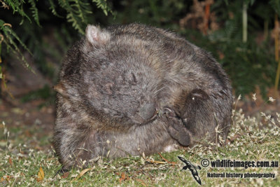 Common Wombat a7138.jpg