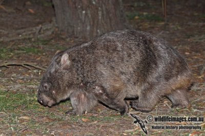 Common Wombat a7141.jpg
