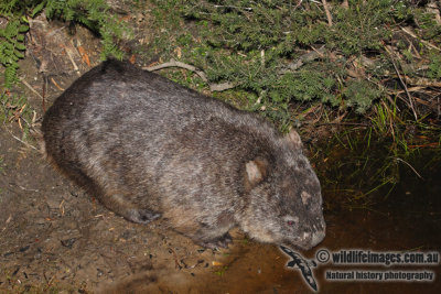 Common Wombat a7148.jpg