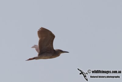 Black-crowned Night-Heron a2492.jpg