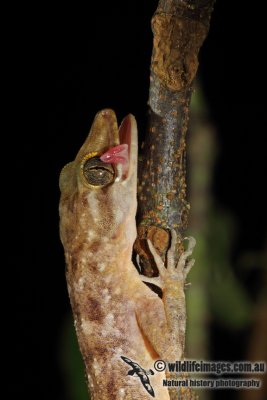 Cyrtodactylus sadleir a9380.jpg