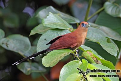 Raffles Malkoha - Rhinortha chlorophaea