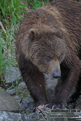 Brown Bear a3077.jpg