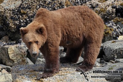 Brown Bear a9004.jpg