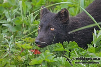 Arctic Fox a1992.jpg