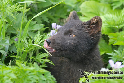 Arctic Fox a2040.jpg