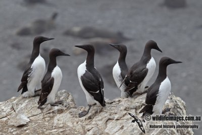 Common Guillemot a3939.jpg