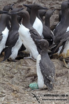 Common Guillemot a3941.jpg