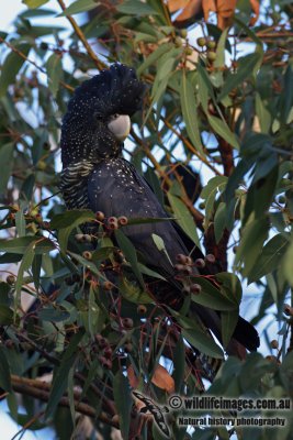 Red-tailed Black-Cockatoo 3047.jpg
