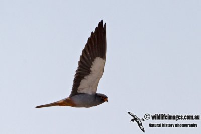 Amur Falcon - Falco amurensis