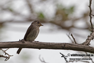Dark-sided Flycatcher a2953.jpg