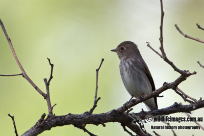 Dark-sided Flycatcher a3013.jpg