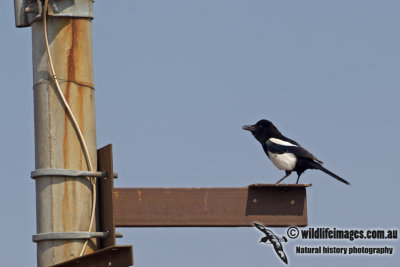 Common Magpie a0082.jpg