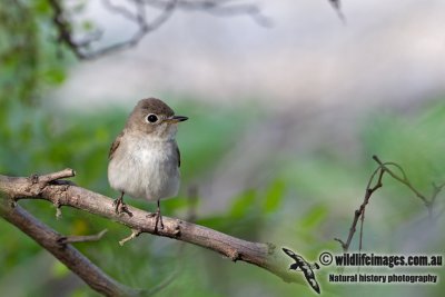 Asian Brown Flycatcher a2993.jpg