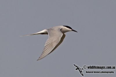 Common Tern a1142.jpg