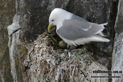 Black-legged Kittiwake - Rissa tridactyla