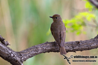 Blue & White Flycatcher a2918.jpg