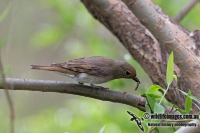 Blue & White Flycatcher a2923.jpg