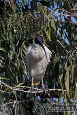 Australian White Ibis a3168.jpg