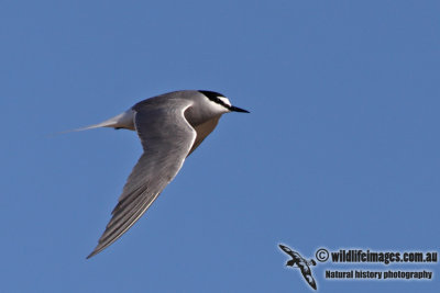 Aleutian Tern a4941.jpg