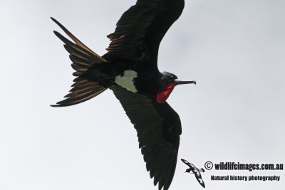 Christmas Island Frigatebird a9696.jpg