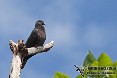 Christmas Island Imperial-Pigeon a9679.jpg