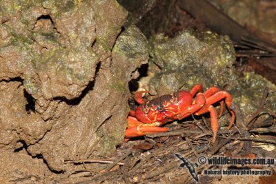 Christmas Island Red Crab a0020.jpg