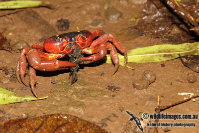 Christmas Island Red Crab a0031.jpg