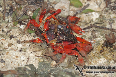 Christmas Island Red Crab a0909.jpg