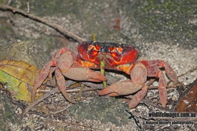 Christmas Island Red Crab a0919.jpg