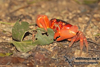 Christmas Island Red Crab - Gecarcoidea natalis