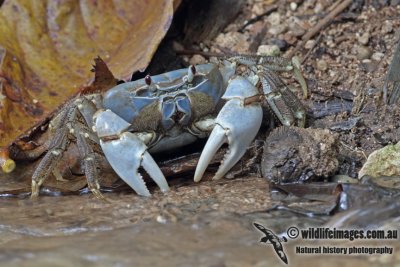 Christmas Island Blue Crab - Discoplax hirtipes
