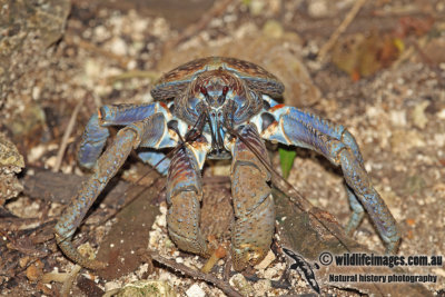 Robber Crab a0931.jpg