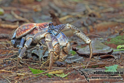 Robber Crab a9979.jpg