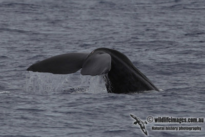 Sperm Whale 8902.jpg