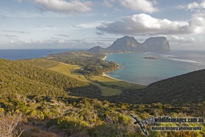 Lord Howe Island 4509.jpg