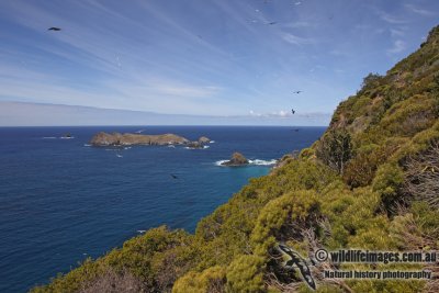 Lord Howe Island 9596.jpg