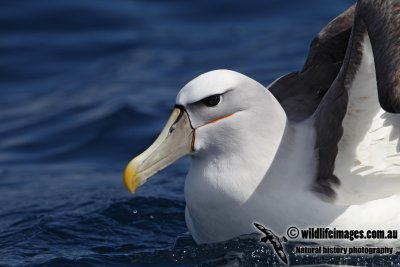 Shy Albatross 8597.jpg