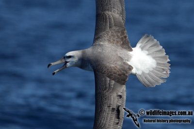 Shy Albatross 8827.jpg