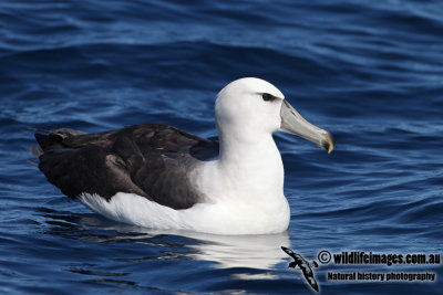 Shy Albatross 8935.jpg