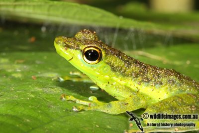 Black-spotted Stream Frog - Staurois guttatus