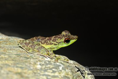 Staurois guttatus 0700.jpg