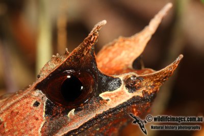 Frogs of Borneo