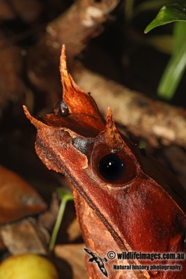 Megaphrys nasuta 0761.jpg