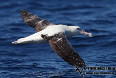 Southern Royal Albatross