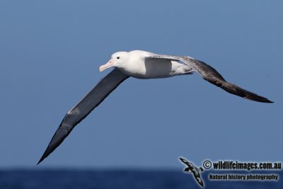 Southern Royal Albatross 9040.jpg